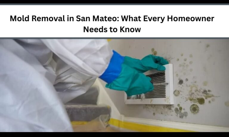 Mold Removal in San Mateo: What Every Homeowner Needs to Know